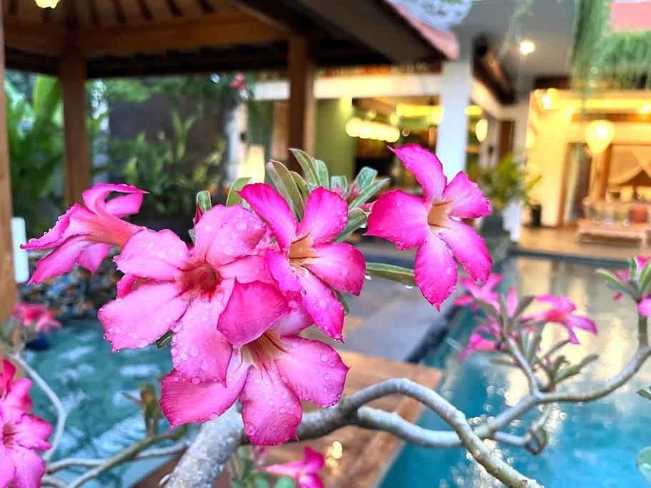 Dewi Parwati - Private With Pool - North Bali - Private Cook Villa Tegallengah